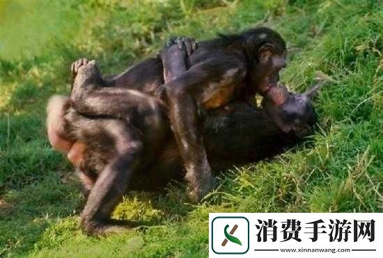 揭秘欧美人与性禽动交情品的文化差异