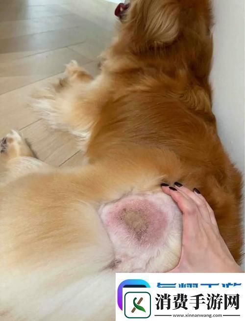 人与动物胶配方视频