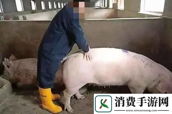 内容丰富女人和公猪交内谢