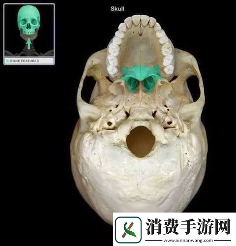 探索人体头颅骨模型的奥秘