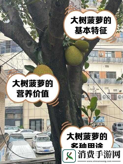 大菠萝福建官方人口-2023-究竟是多少-快来一探究竟
