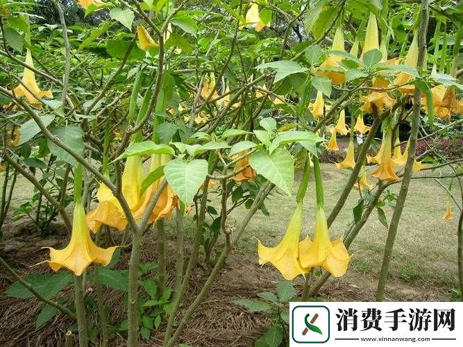 不思议迷宫中的黄金曼陀罗究竟有何神奇效果-揭秘其用途！