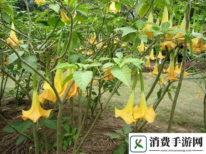 不思议迷宫中的黄金曼陀罗究竟有何神奇效果