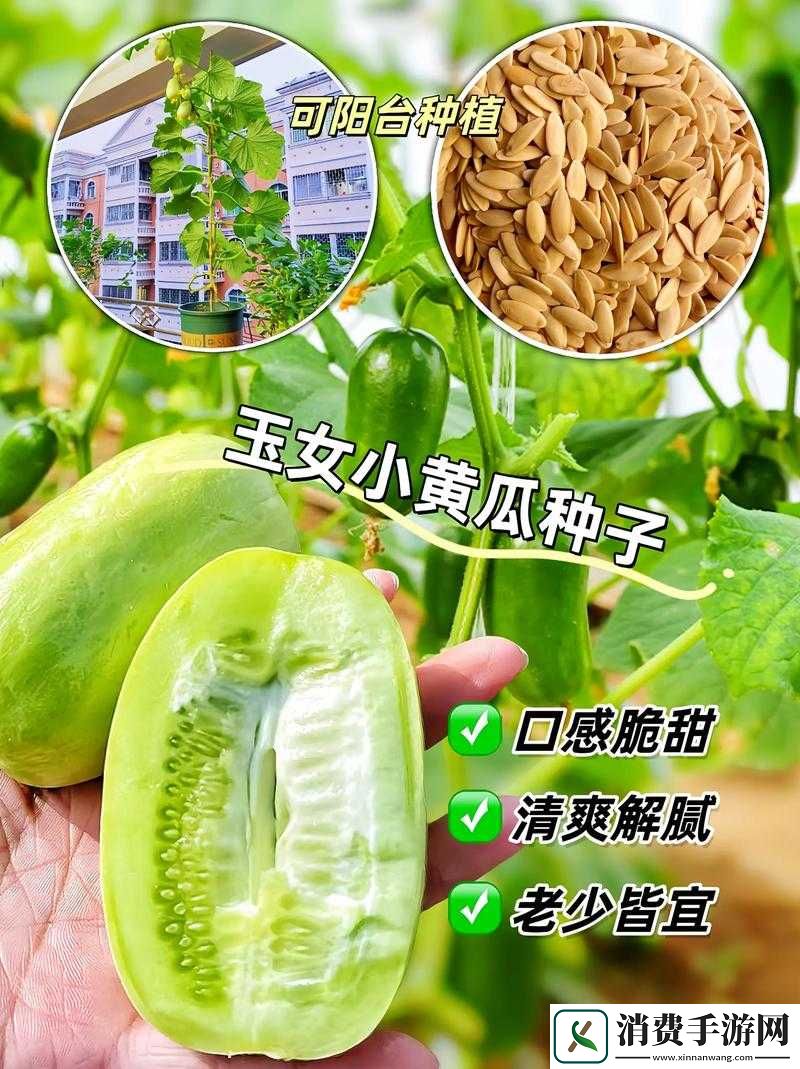 蜜桃黄瓜www.到底是什么-带你一起揭开神秘的蜜桃黄瓜www.背后的秘密