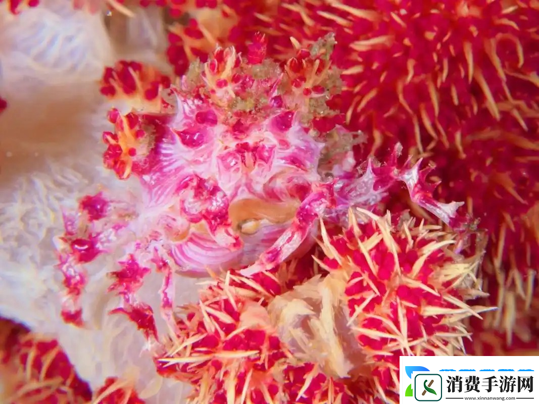 神奇海洋2月13日答案最新2025