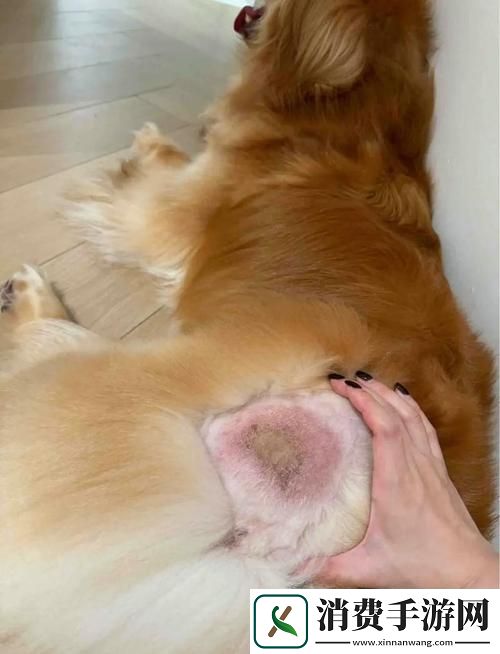 美国人与动物胶配方大全