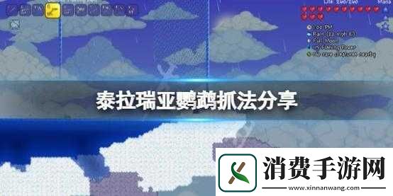 泰拉瑞亚宠物鹦鹉如何获取