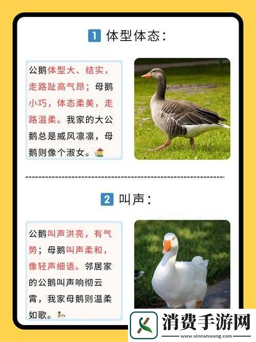 鹅鸭杀发言顺序是什么？发言流程介绍与实战技巧解析
