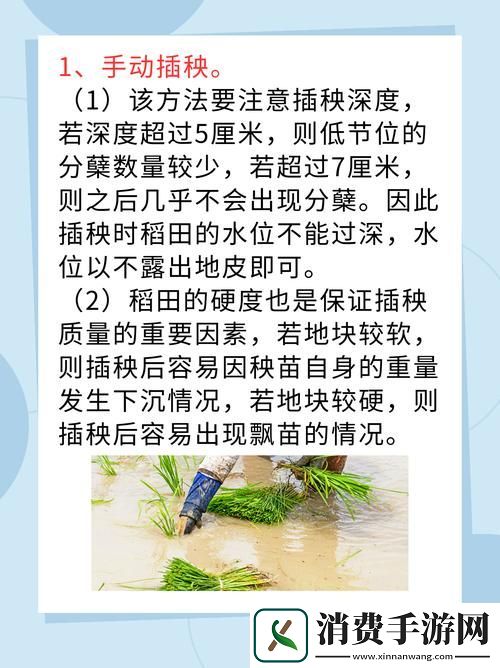 内容丰富夫妻插秧38种方法图片大全-探寻田间合作的美好时光