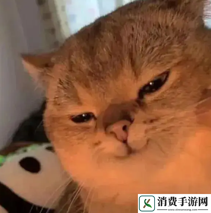 大乃子有没有错