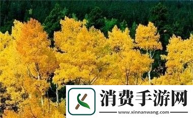 述说九·幺玩命加载中1.0.31更新解析：性能提升与新增功能玩家体验大幅优化