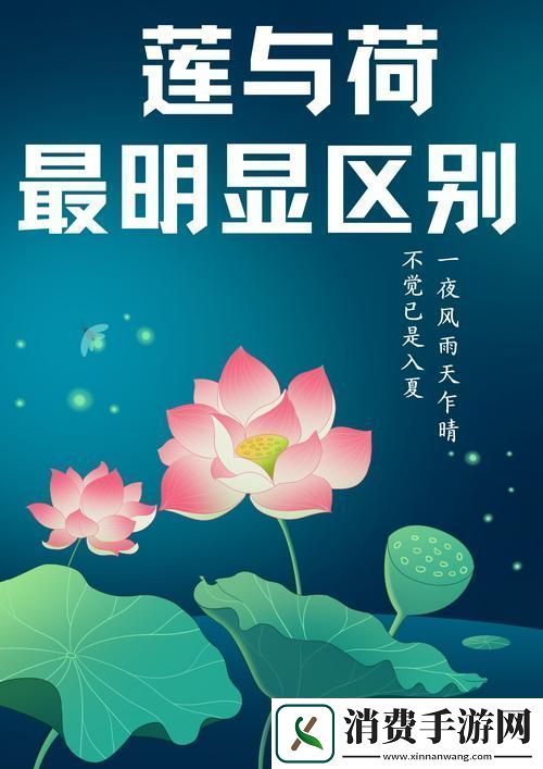 倒插莲花男女之间的寓意-友：爱情如绽放的花朵