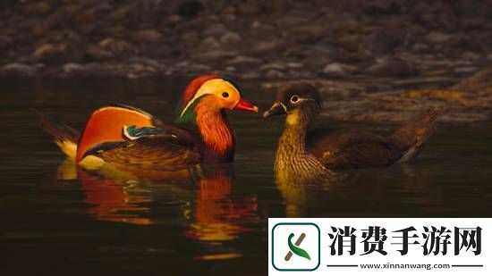 刺客信条影绝美风景欣赏