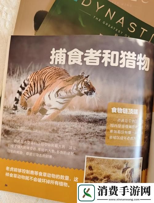 流放之路奇遇与虎共舞的冒险之旅——深入探索老虎宠物魅力