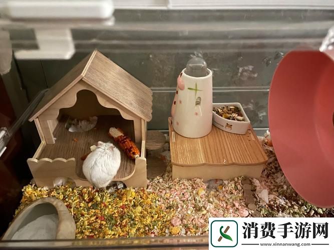 我给仓鼠盖别墅2打造你的温馨萌宠乐园